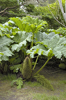 græn plante